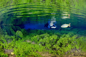 Freshwater encounter by Raoul Caprez 